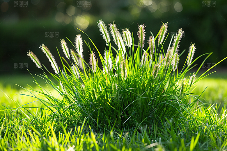 狗尾巴草清新自然摄影图