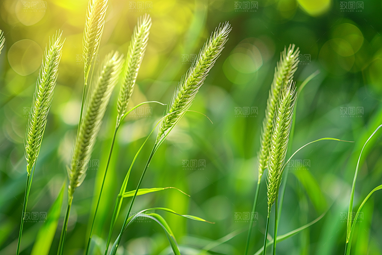 狗尾巴草夏季青草摄影图