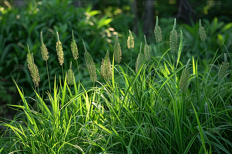 狗尾巴草草原绿色摄影图