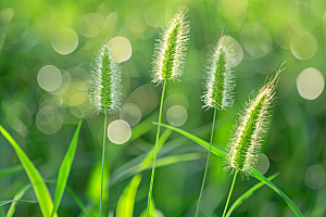 狗尾巴草草场夏天摄影图