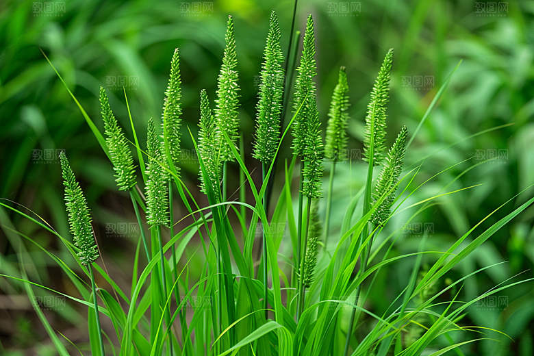 狗尾巴草草地草原摄影图