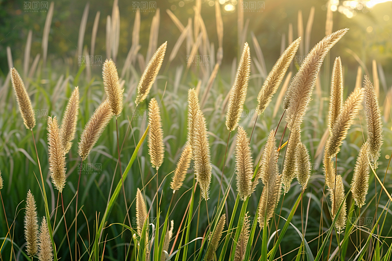 狗尾巴草广阔夏季摄影图