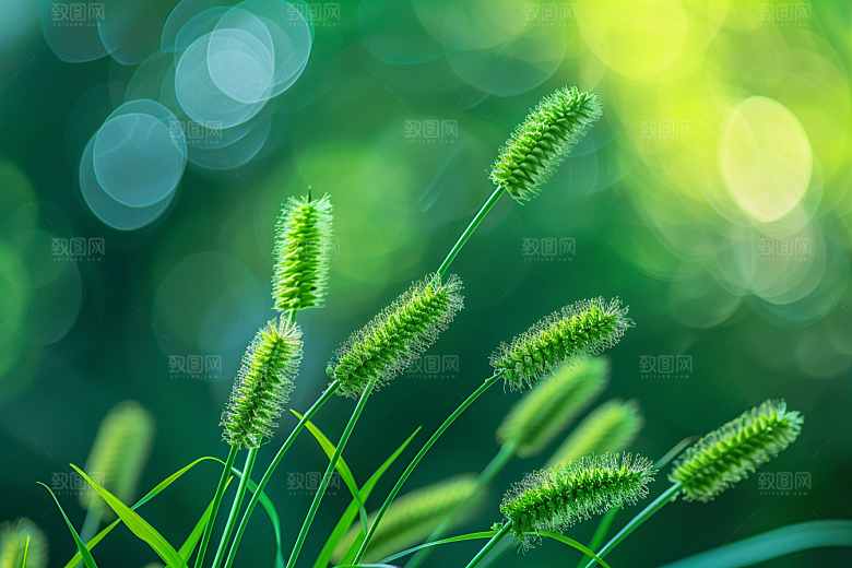 狗尾巴草草场绿色摄影图