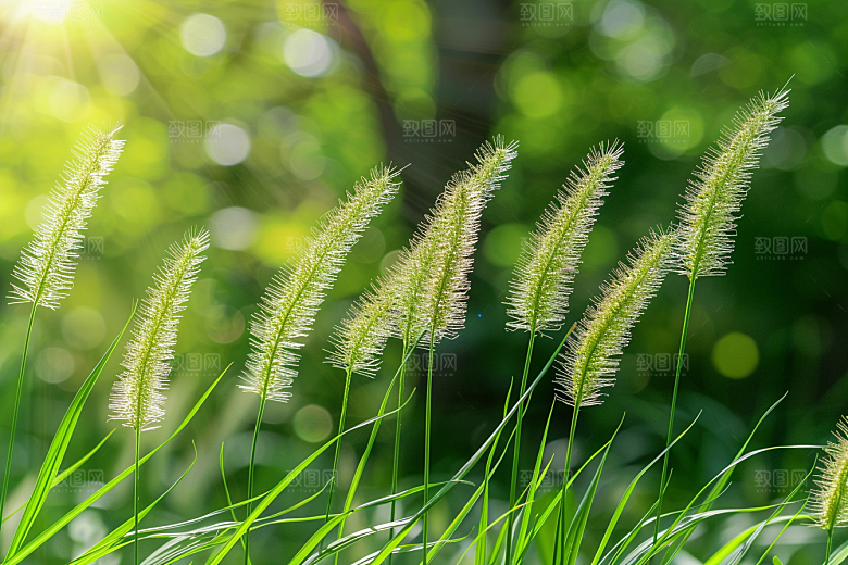 狗尾巴草绿色夏天摄影图
