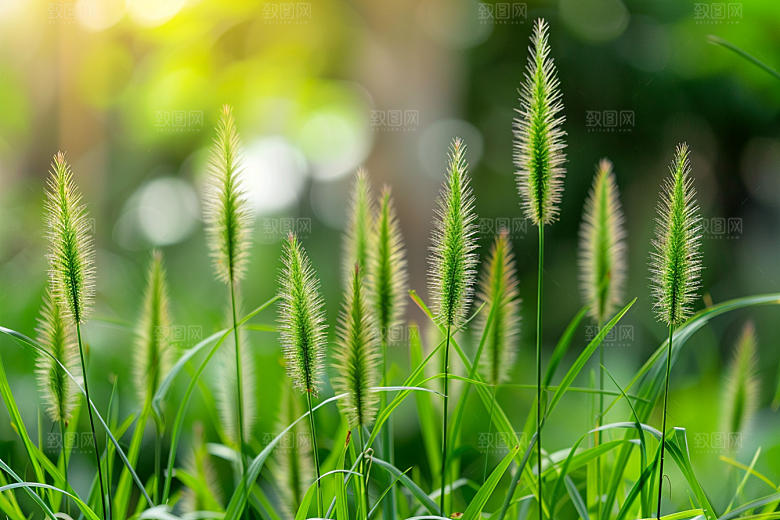 狗尾巴草自然青草摄影图