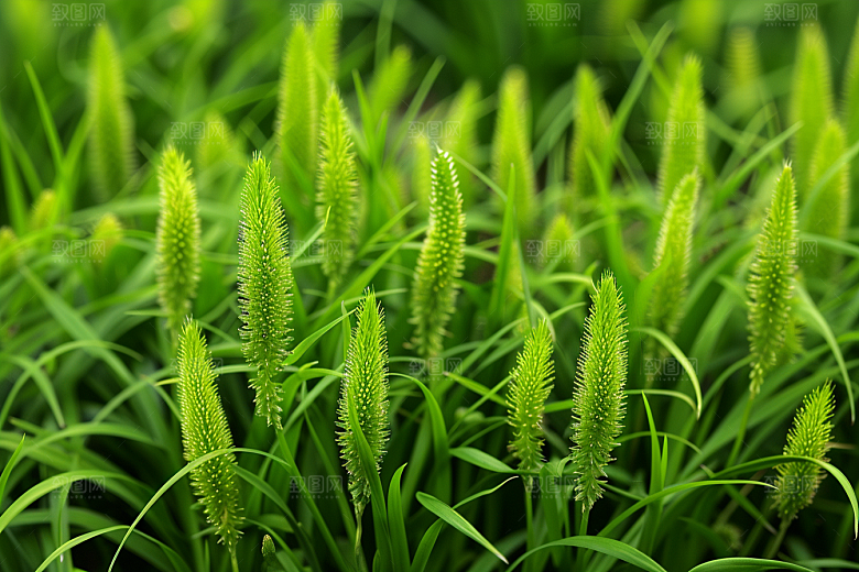 狗尾巴草广阔夏天摄影图
