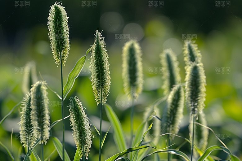 狗尾巴草清新绿草摄影图