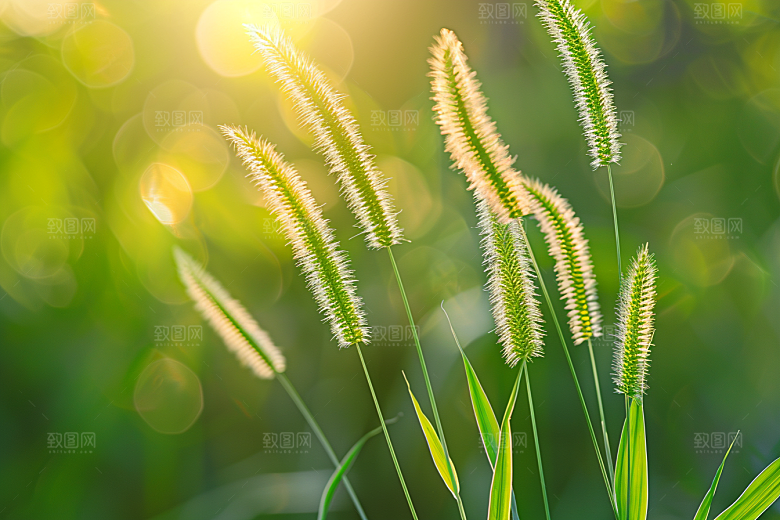 狗尾巴草夏季自然摄影图
