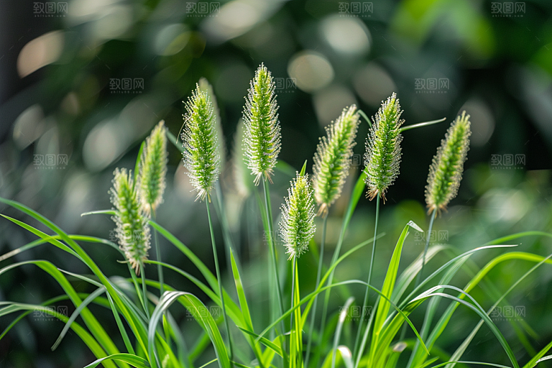 狗尾巴草草场草原摄影图