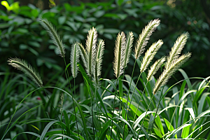 狗尾巴草夏天高清摄影图