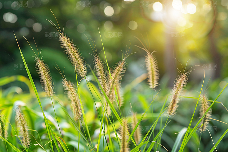 狗尾巴草绿草草场摄影图