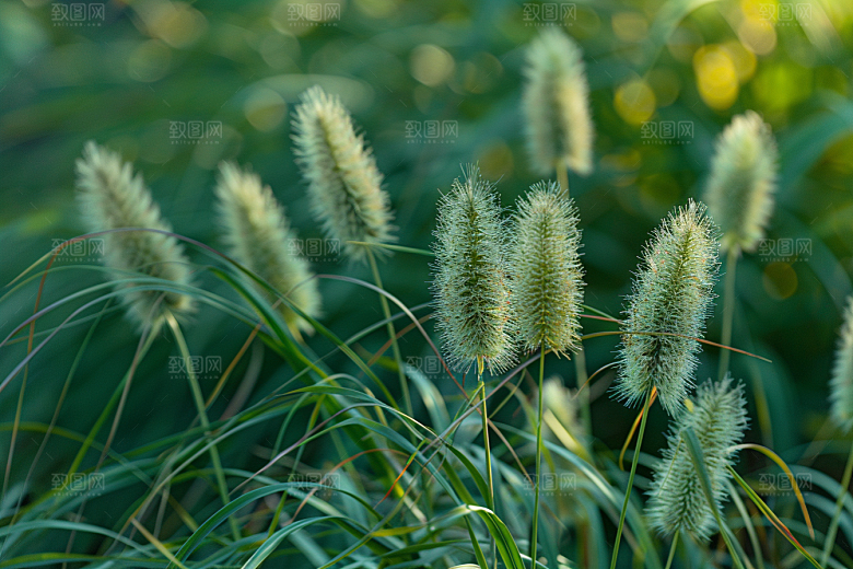 狗尾巴草草场夏天摄影图