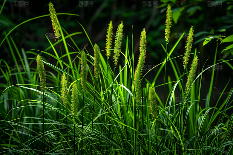 狗尾巴草高清夏天摄影图