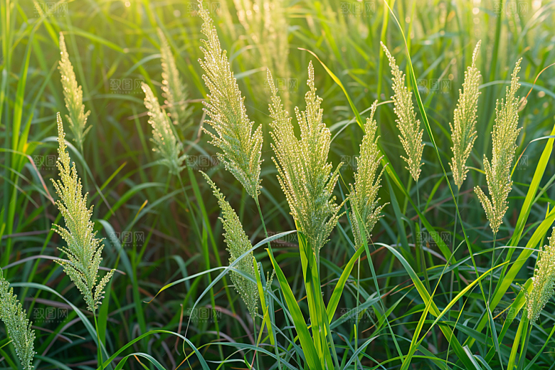 狗尾巴草自然蓝天白玉摄影图