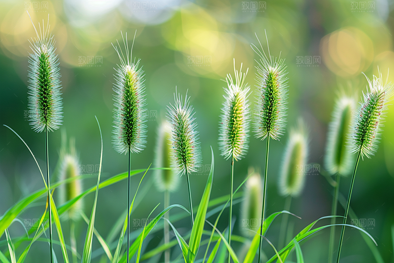 狗尾巴草草场绿草摄影图