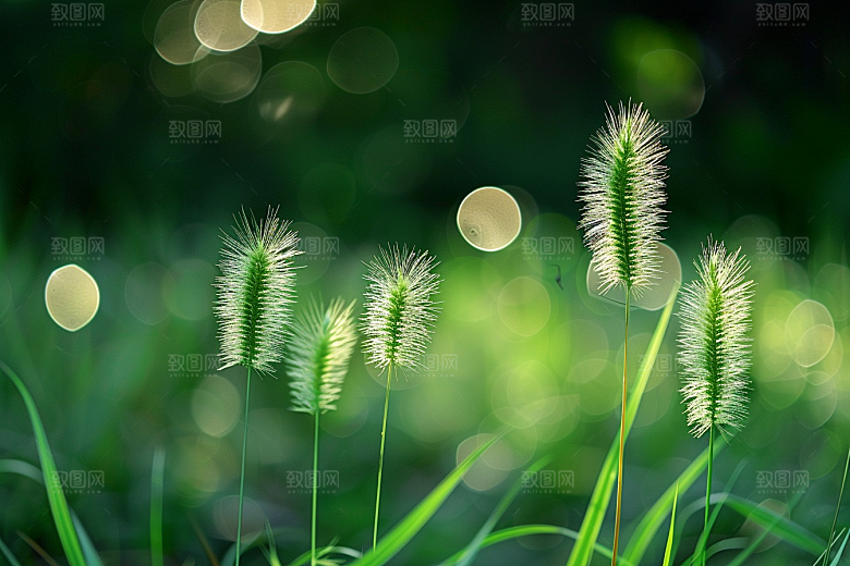 狗尾巴草自然田野摄影图