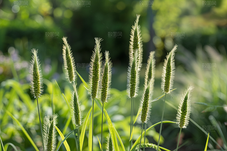 狗尾巴草清新草场摄影图