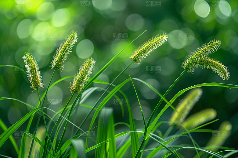狗尾巴草广阔草场摄影图