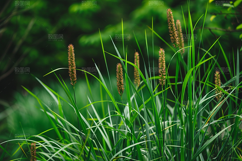 狗尾巴草草原高清摄影图