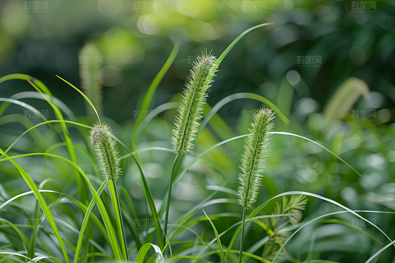 狗尾巴草广阔草地摄影图