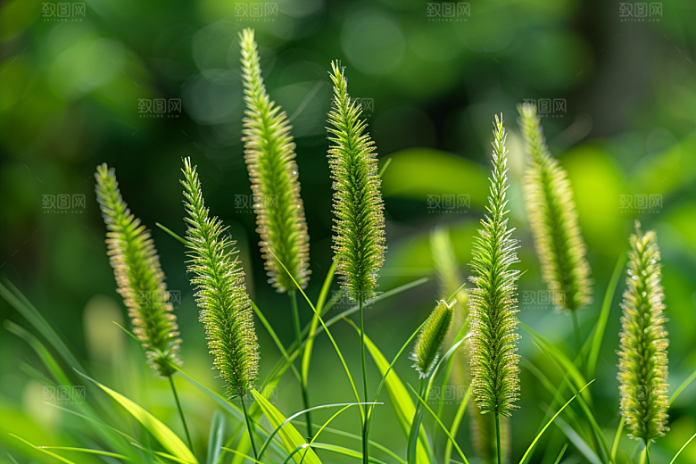 狗尾巴草草原高清摄影图