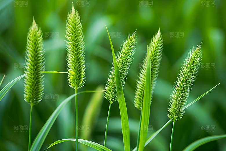 狗尾巴草夏季自然摄影图