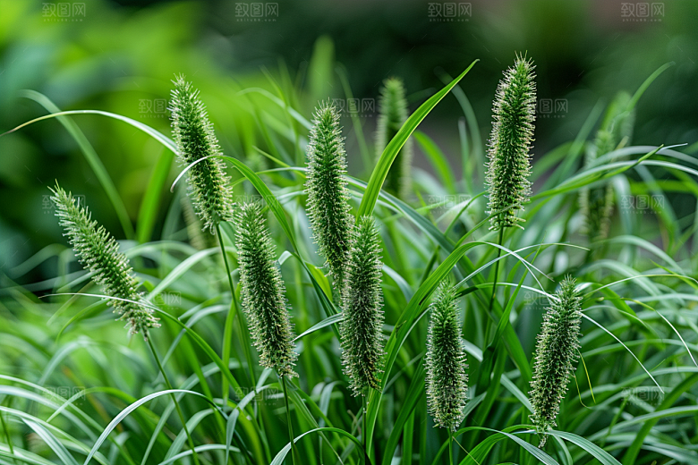 狗尾巴草青草高清摄影图