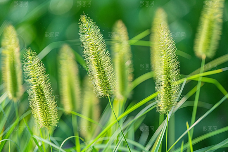 狗尾巴草夏季青草摄影图