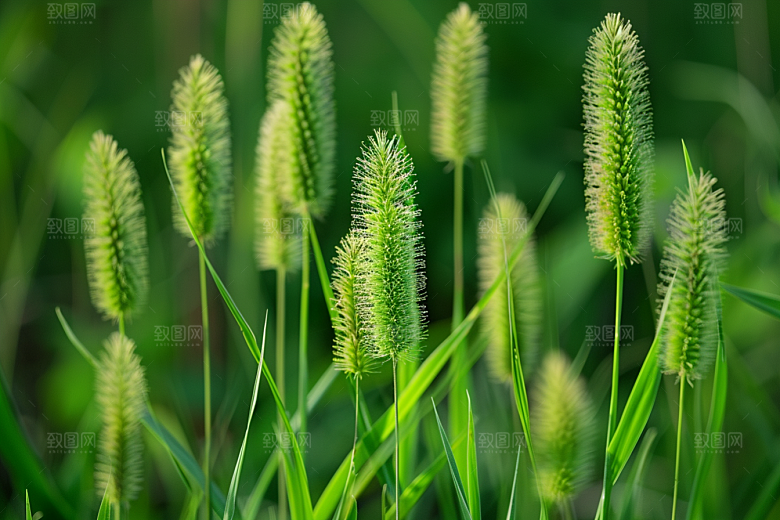 狗尾巴草草原清新摄影图