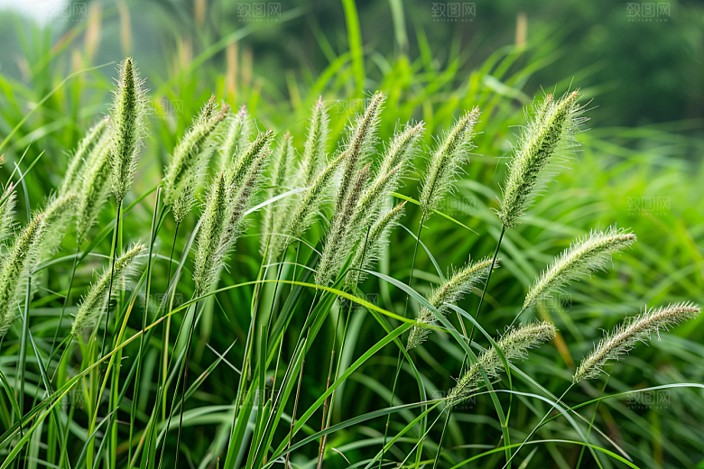 狗尾巴草自然绿草摄影图