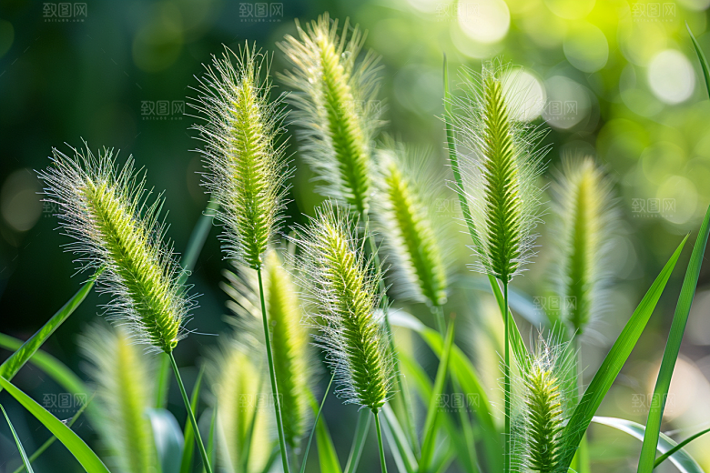 狗尾巴草夏季草场摄影图