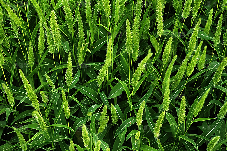 狗尾巴草绿草青草摄影图