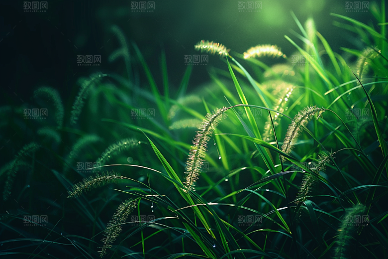 狗尾巴草高清绿色摄影图