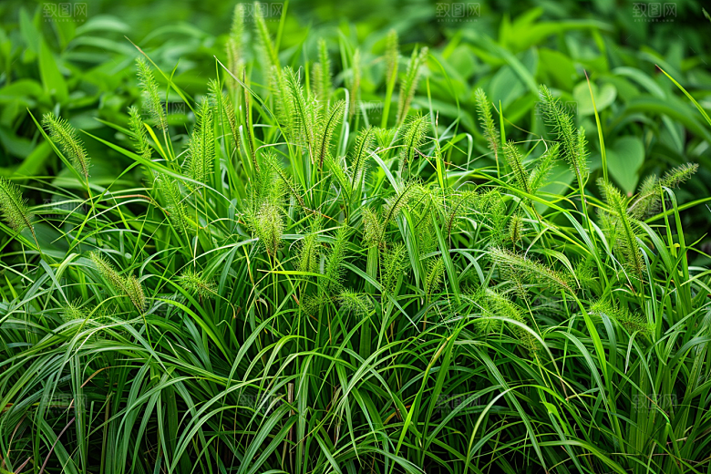狗尾巴草草原青草摄影图