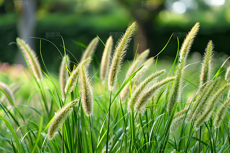 狗尾巴草夏天绿草摄影图