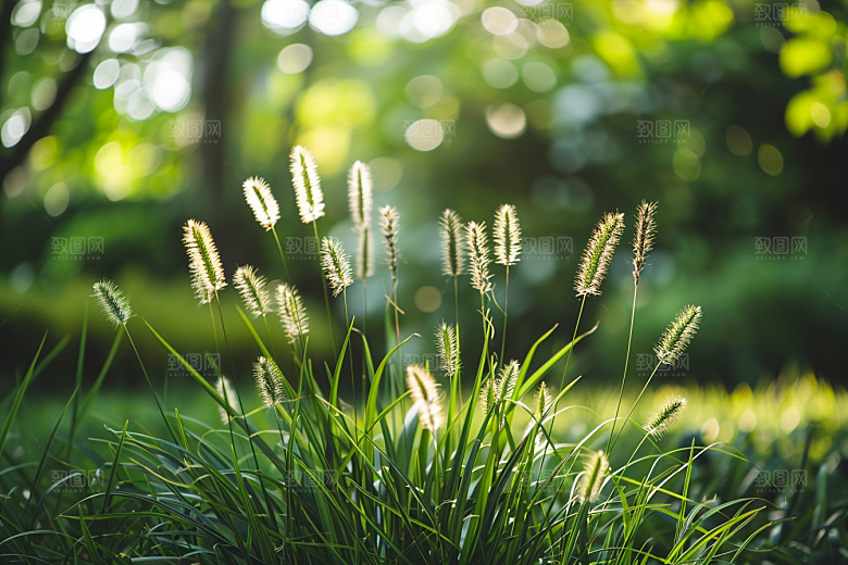 狗尾巴草夏天绿色摄影图
