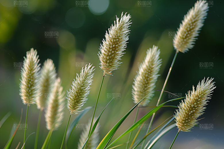 狗尾巴草绿草夏天摄影图