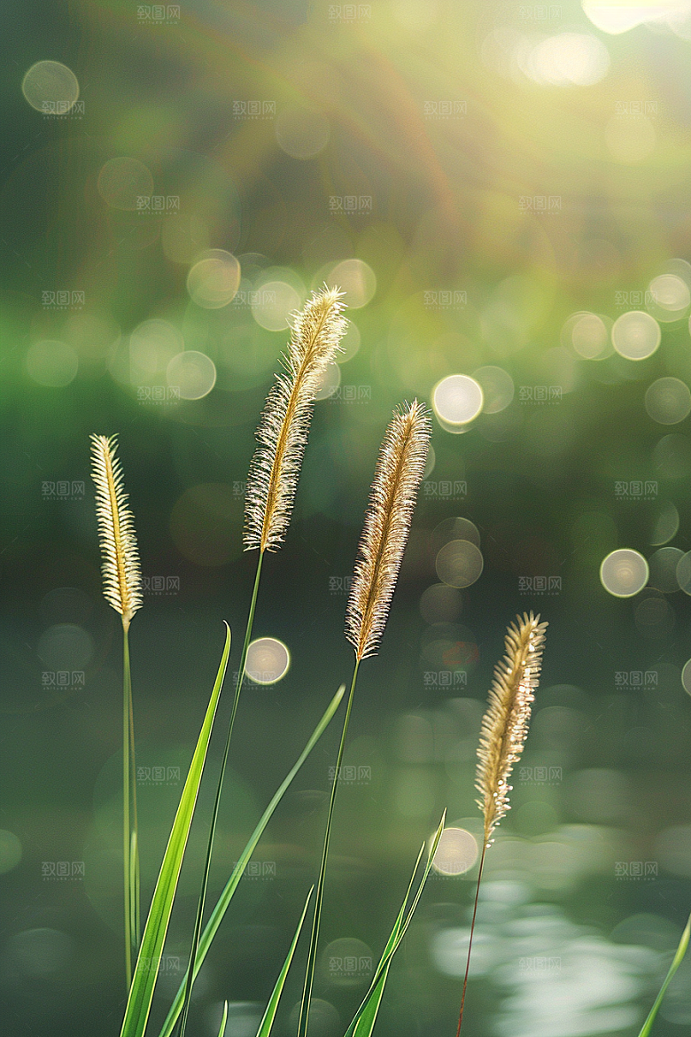 狗尾巴草高清夏天摄影图