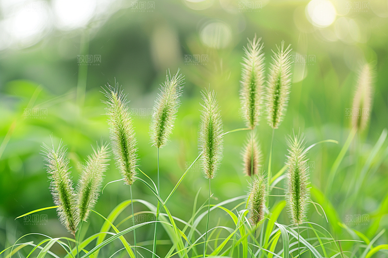 狗尾巴草高清清新摄影图