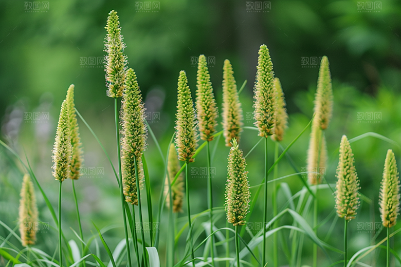 狗尾巴草夏季自然摄影图