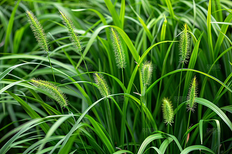 狗尾巴草草地绿色摄影图
