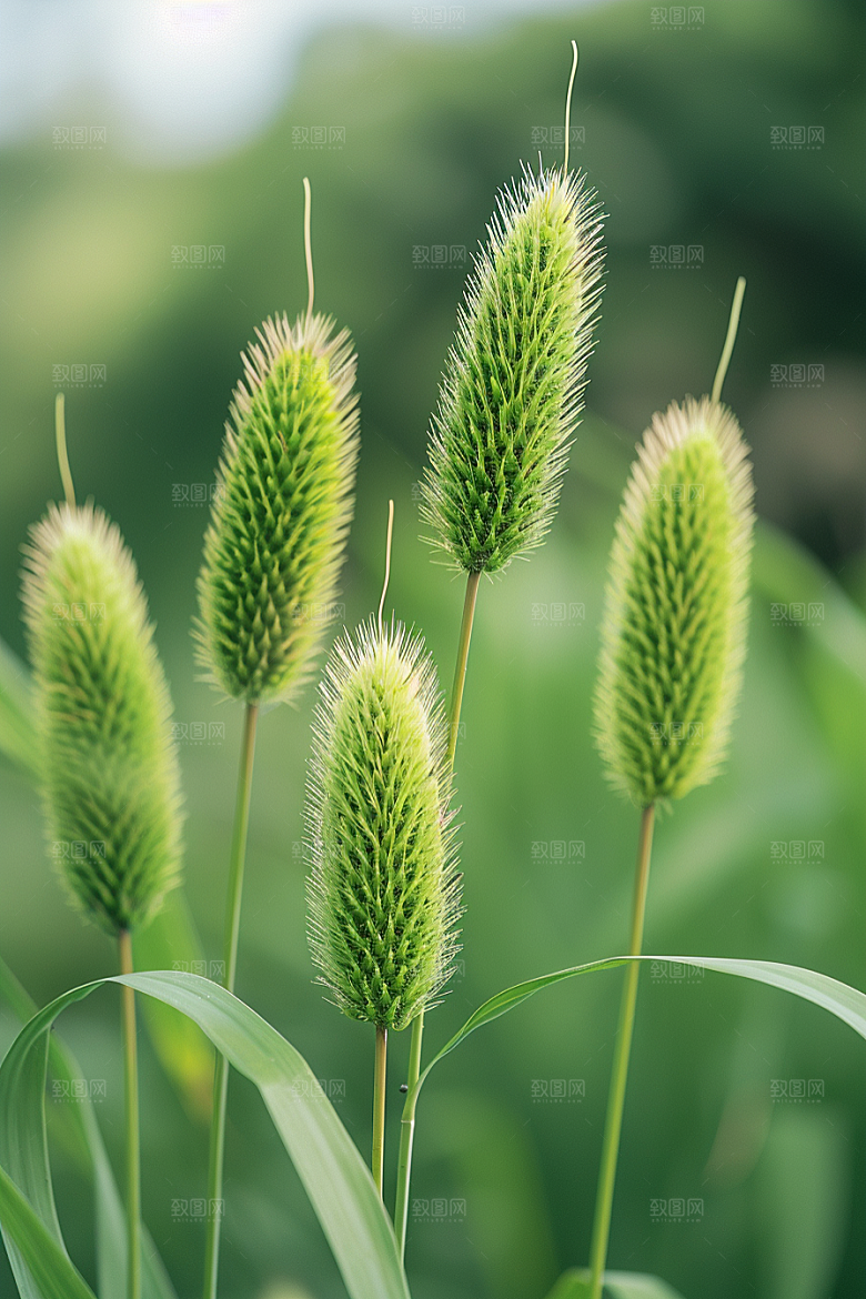 狗尾巴草田野绿草摄影图