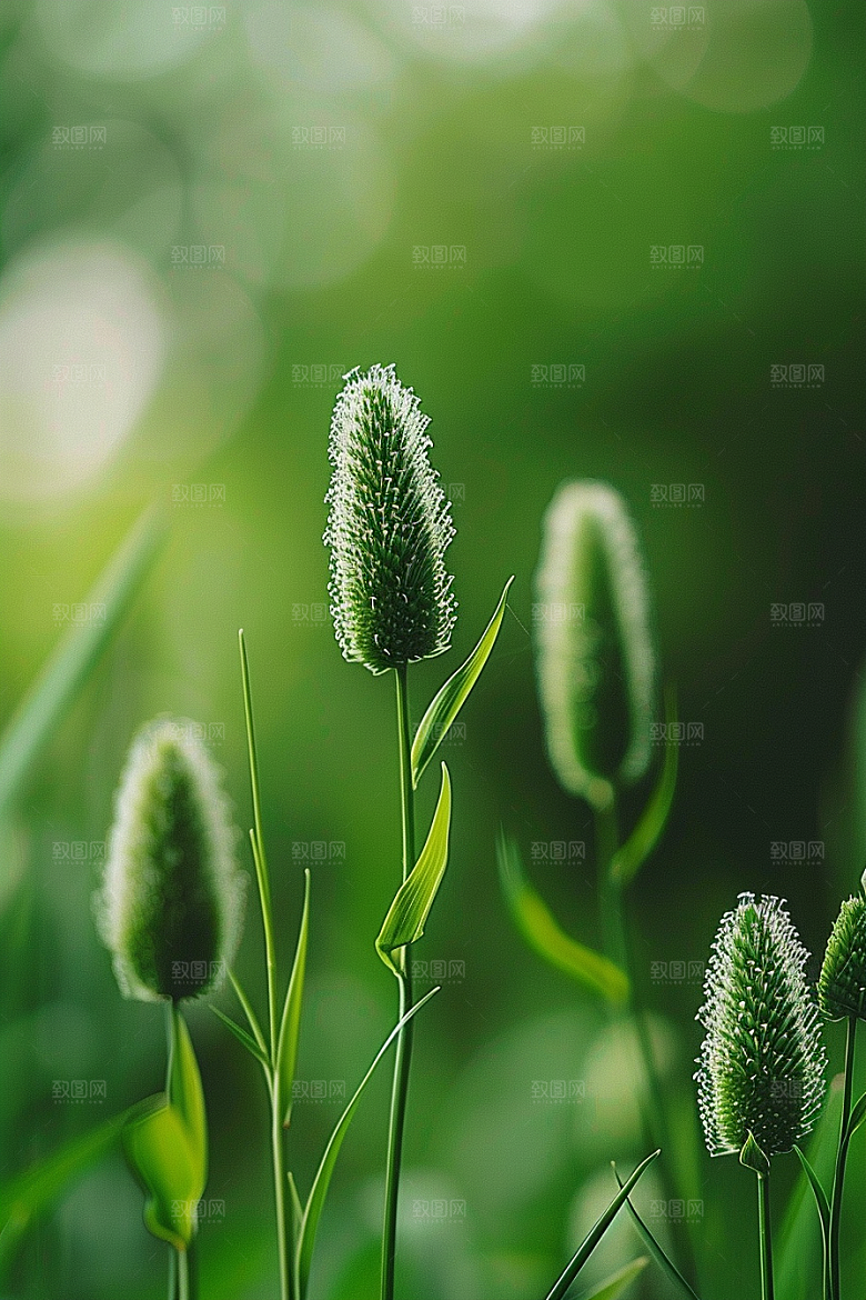 狗尾巴草绿色青草摄影图