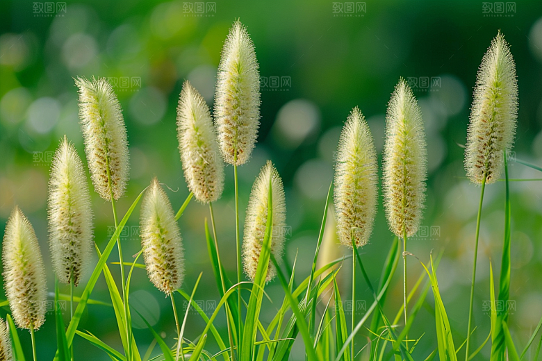 狗尾巴草草地夏季摄影图