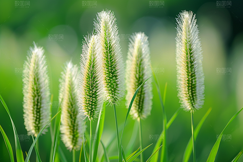狗尾巴草青草草原摄影图