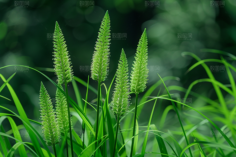 狗尾巴草草场夏天摄影图