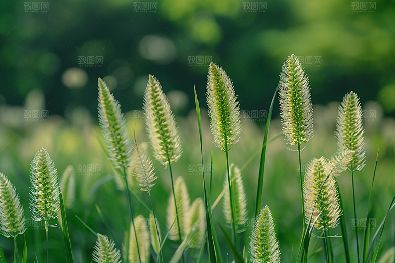 狗尾巴草蓝天白玉青草摄影图