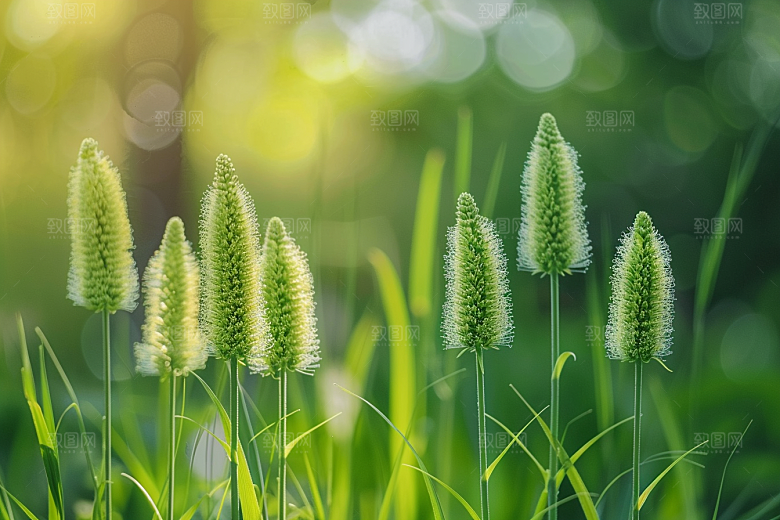 狗尾巴草蓝天白玉广阔摄影图