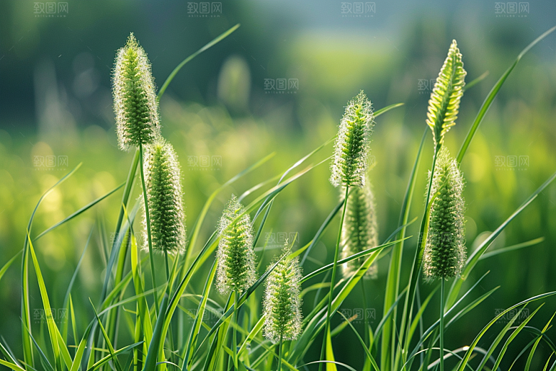 狗尾巴草绿草田野摄影图