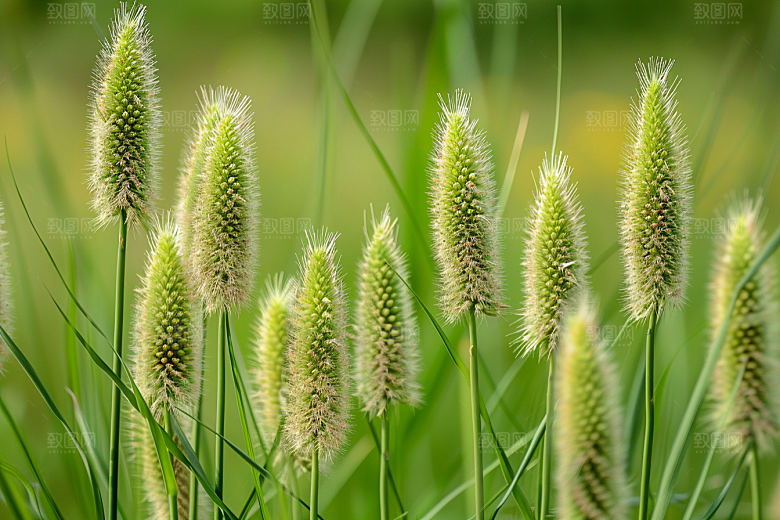 狗尾巴草夏天夏季摄影图